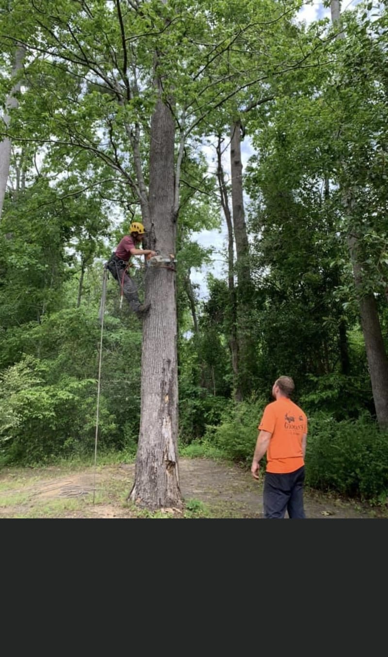 A climber part-way up a limbed trunk on rope, with a groundman tending the line below.