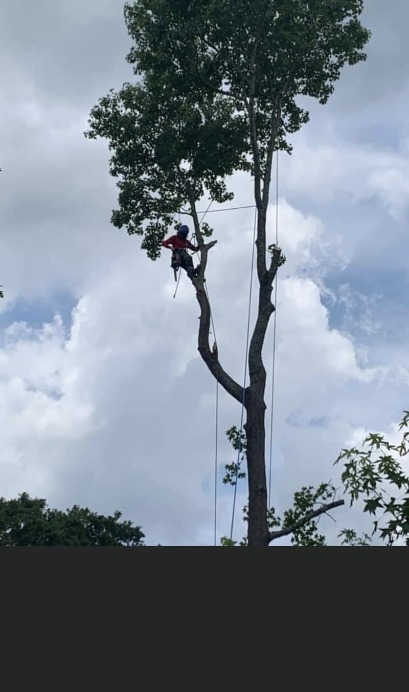 A climber high in a partly topped tree, taking the spar down in sections.