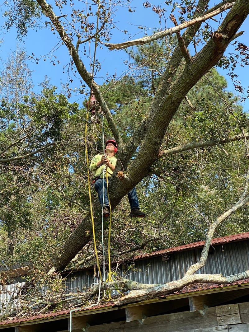 A climber roped into the fallen tree where it lies across the barn roof in Beulaville, NC.