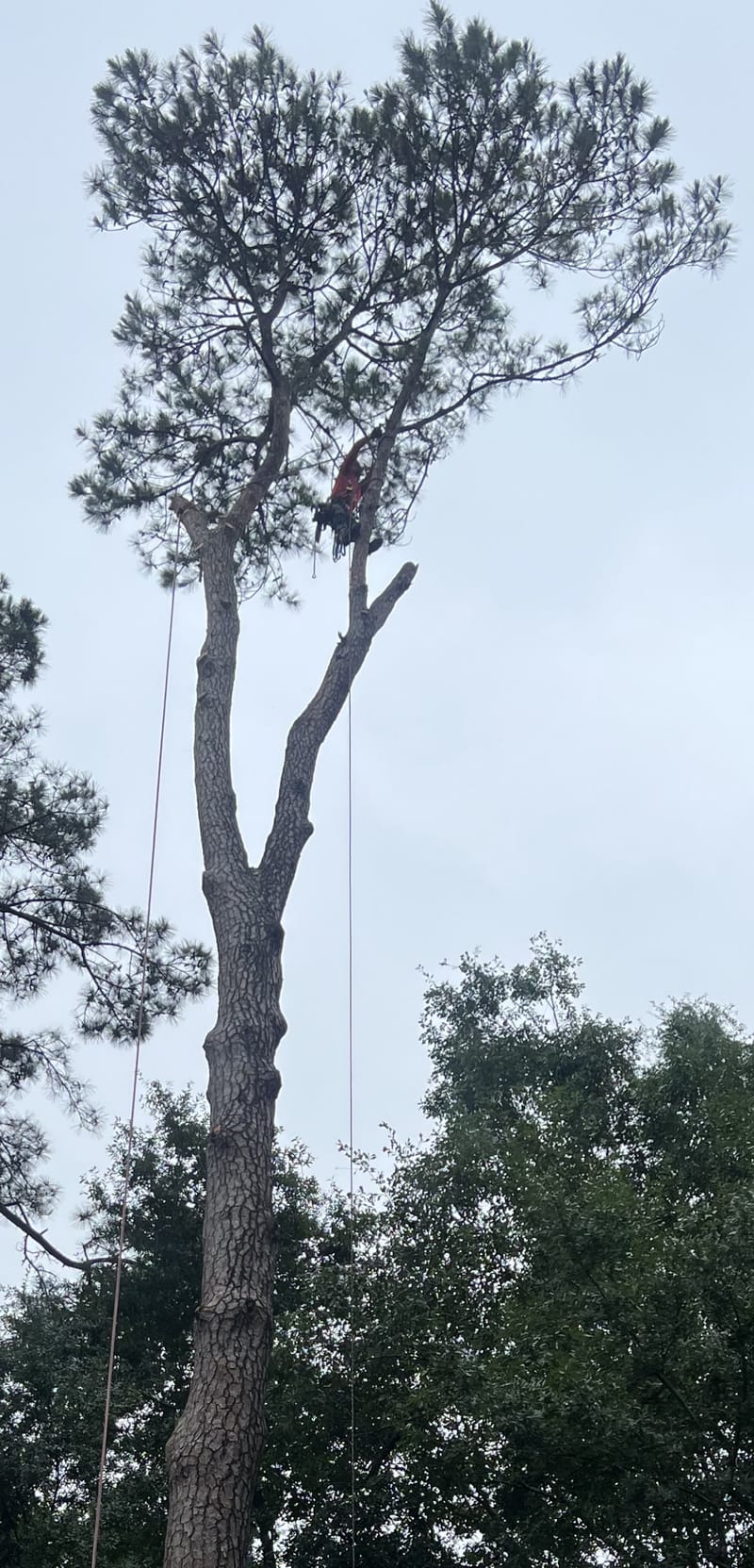 A climber working high in a large limbed-out pine at Maysville, NC, with the rigging rope running down to the ground.
