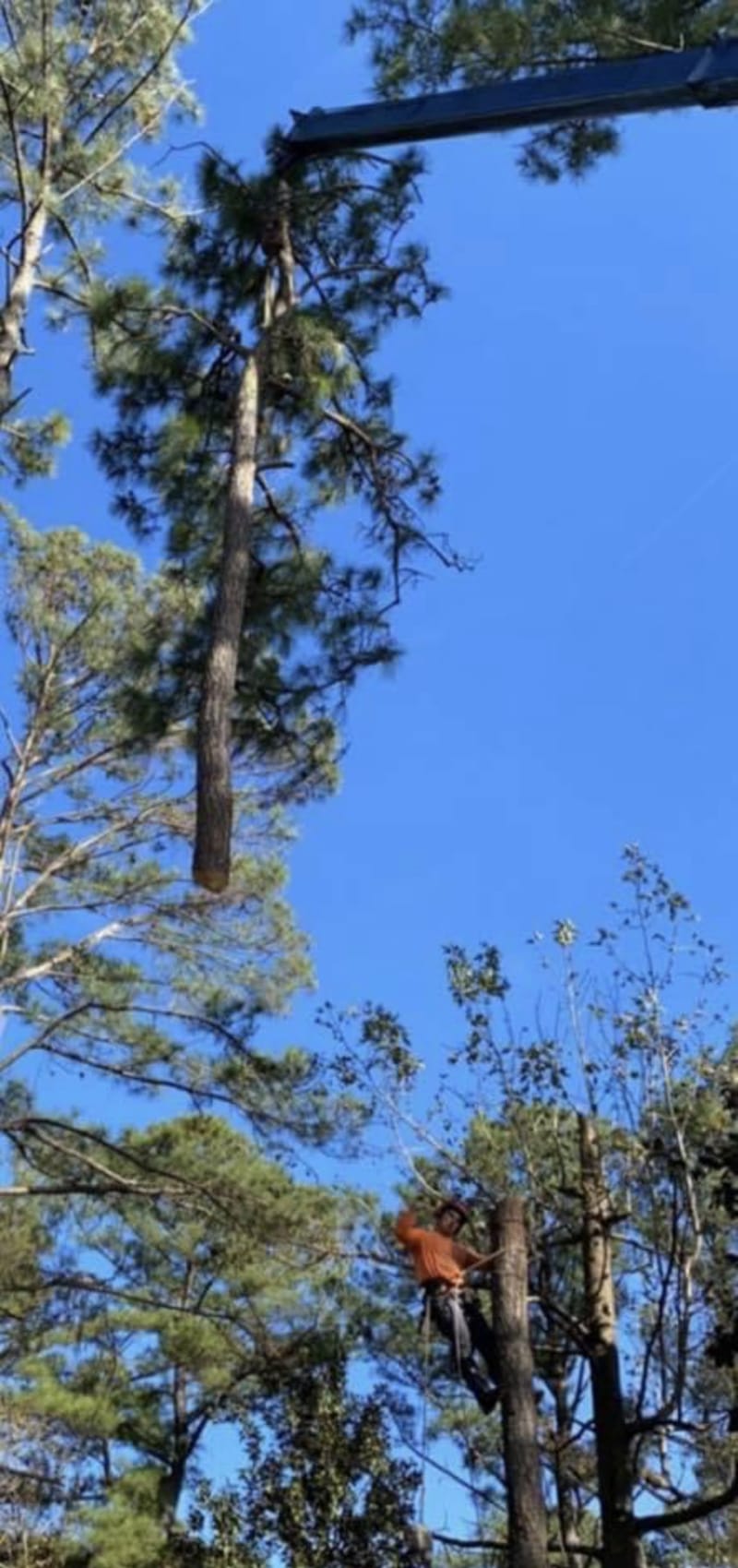 A climber working the top of a pine with a crane boom brought in overhead.