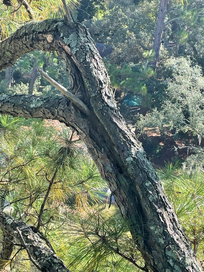 A cracked pine limb up in the canopy at Richlands, NC, found during a canopy inspection.