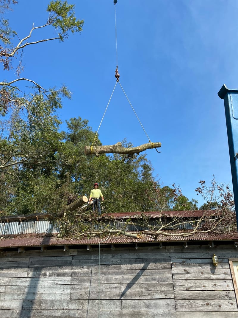 The crane lifting a cut section of the tree up and clear of the barn roof on slings, Beulaville, NC.