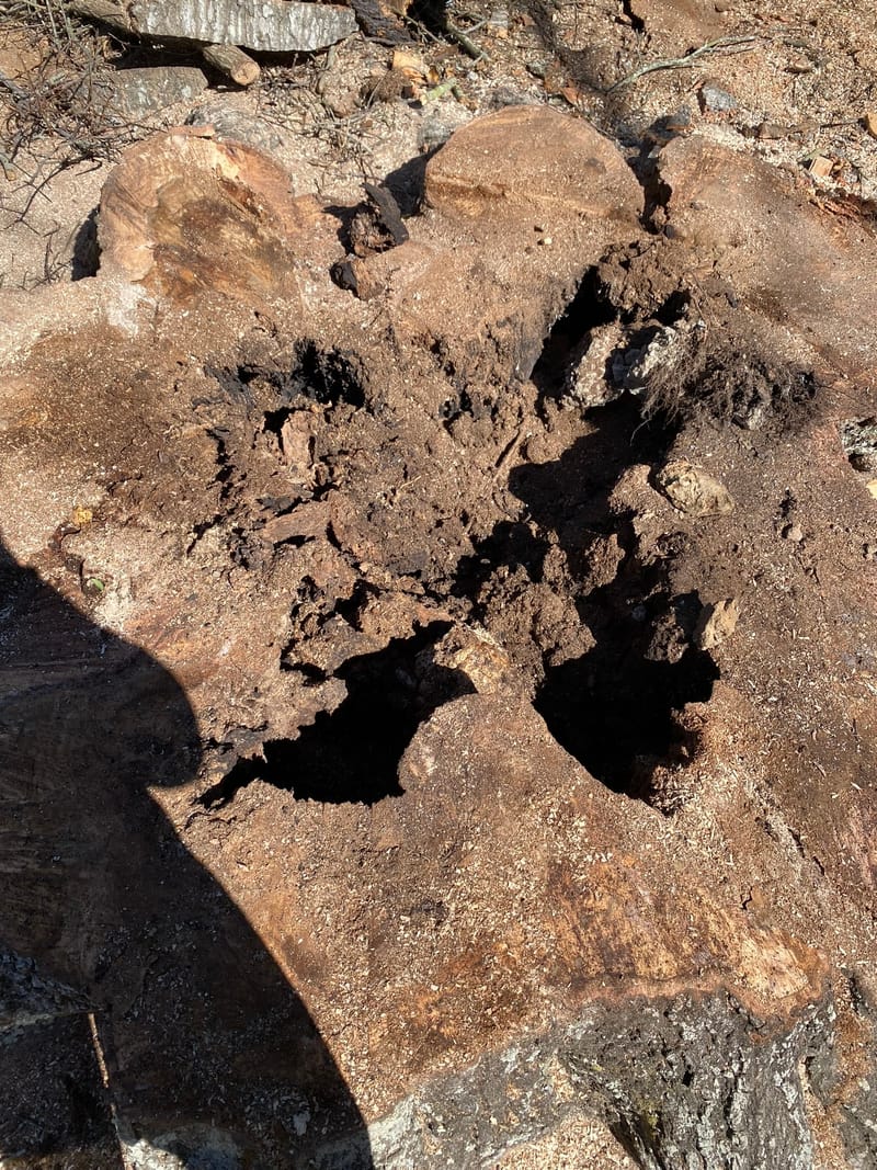 Cut face of the Surf City oak, opened up to show hollow cavities where the heartwood had rotted away.