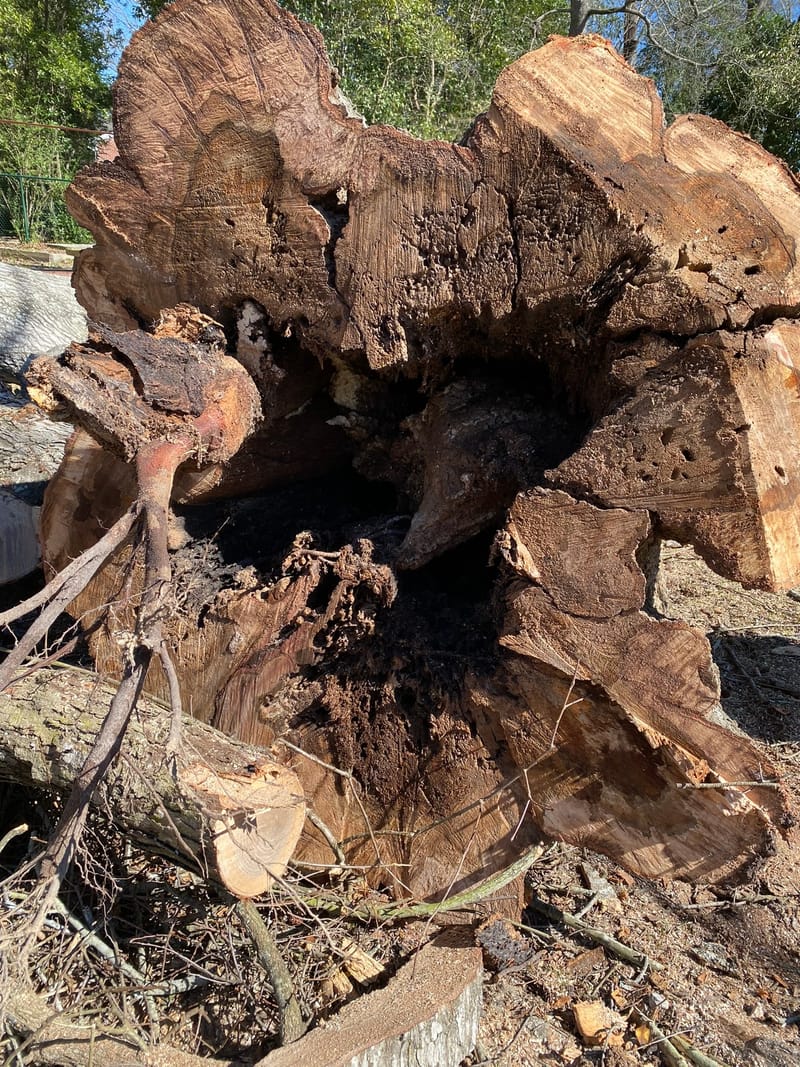 The same Surf City oak after felling — a dark, hollowed core ringed by a thin shell of sound wood.