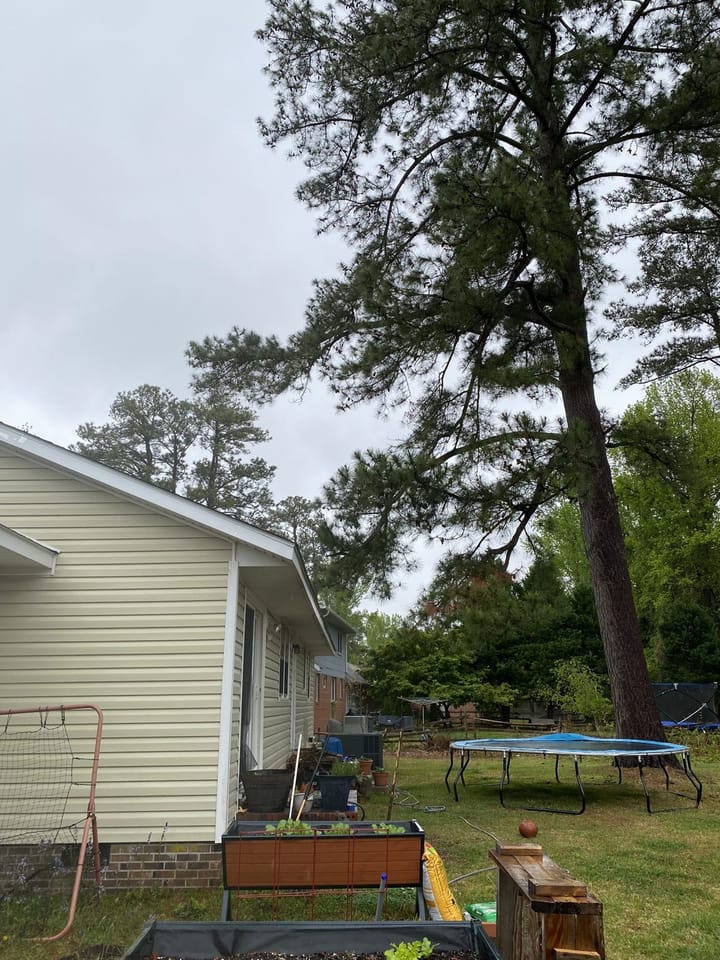 Large loblolly pine, about 90 feet tall and 38 inches in diameter, behind a home in Jacksonville, NC.