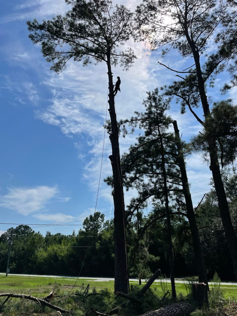 A pine being taken down in sections beside the road at Hubert, NC, with cut limbs stacked on the ground and more pines standing behind.