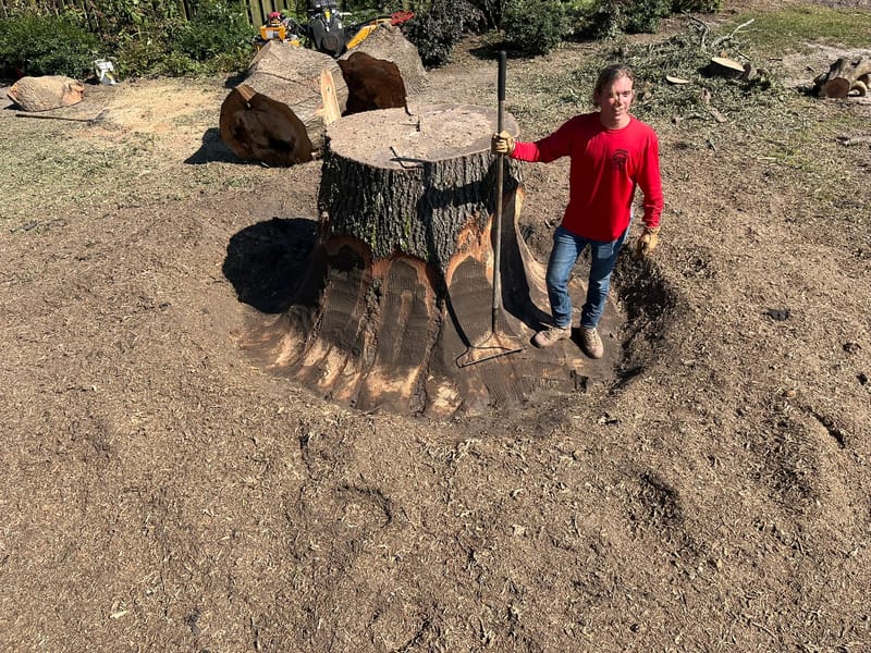 Freshly cut red oak stump roughly five feet across, with a crew member standing beside it for scale, central Jacksonville NC.