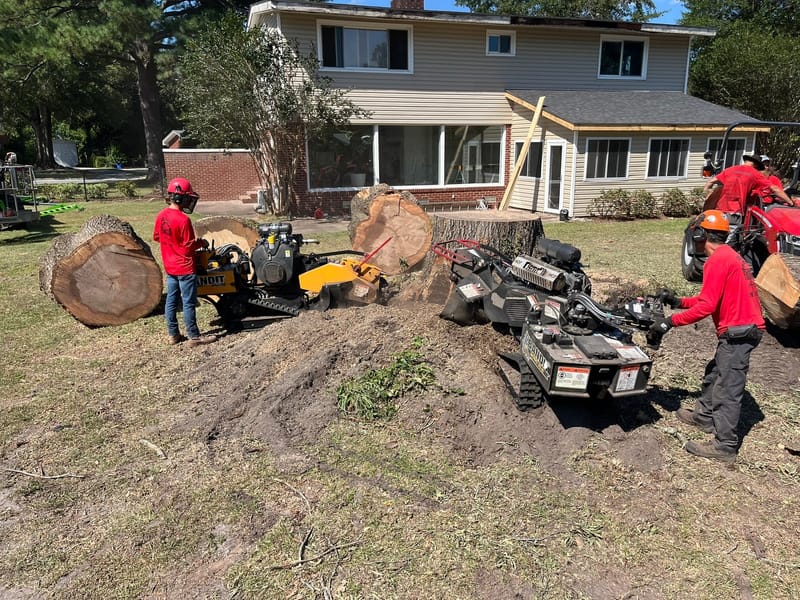 Crew running a tracked stump grinder on the red oak stump, with cut log rounds stacked beside it and the house behind.