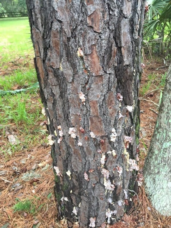 Cream-colored blobs of hardened resin on pine bark — pitch tubes, pushed out by the tree where beetles bored in.