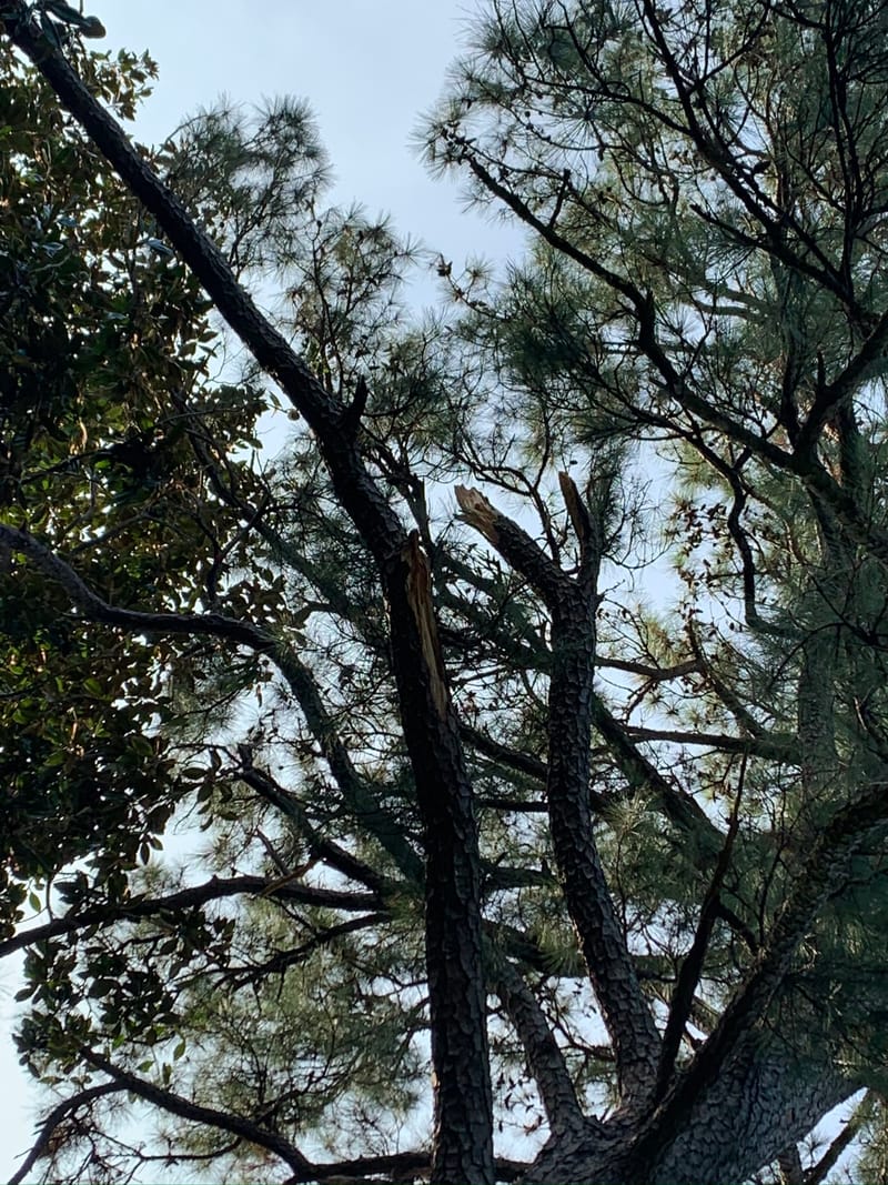 A split pine limb still caught in the canopy, Onslow County, NC.