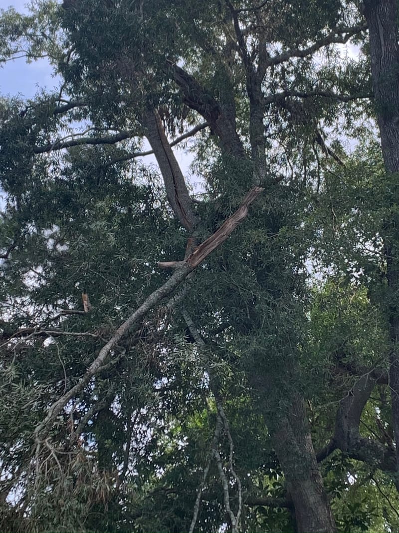A heavy limb snapped and left hanging in the canopy after a storm, Onslow County, NC.