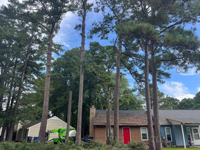 Tall pines standing directly over single-storey houses in an Onslow County neighborhood, with a lift staged between them.