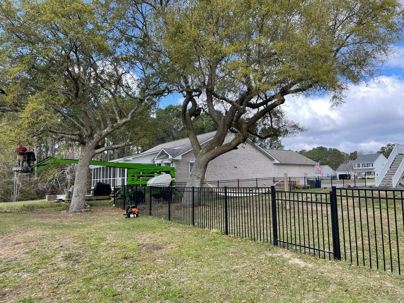 The lift reaching over a metal fence into a large oak standing between two houses.
