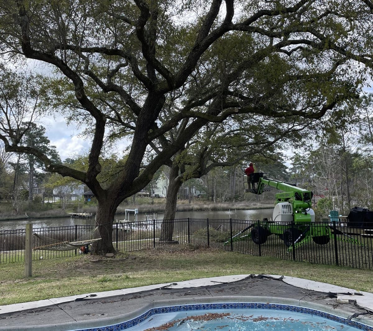 Tree trimming in Jacksonville NC – real job-site photo by Godhans Tree Company.