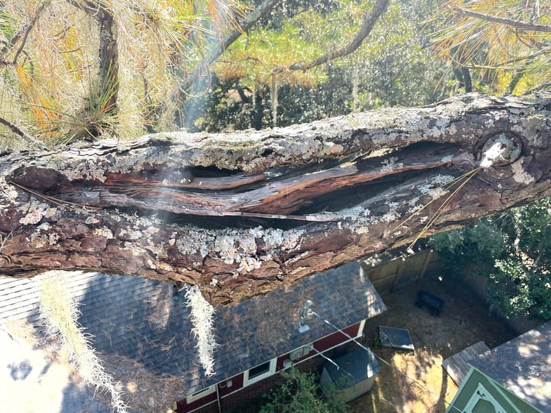 A long split running the length of a pine limb directly above a house roof in Richlands, NC, seen from the lift.