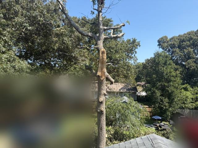 Compromised trunk taken down in sections, Jacksonville, NC