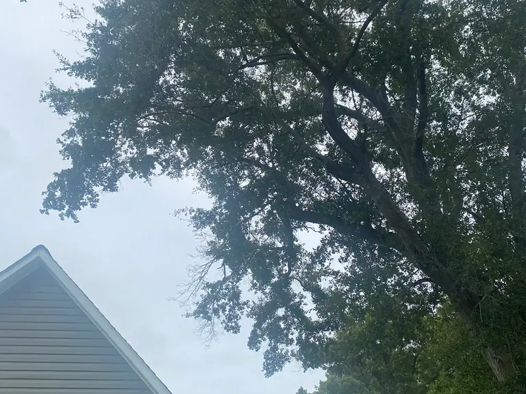 Oak limbs overhanging a roof before insurance-required trimming in Jacksonville, NC