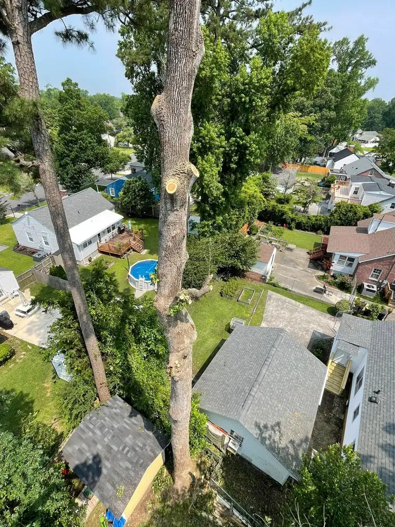 Aerial view down a 120-foot pine being removed between rooftops in a tight Jacksonville NC backyard with no crane access