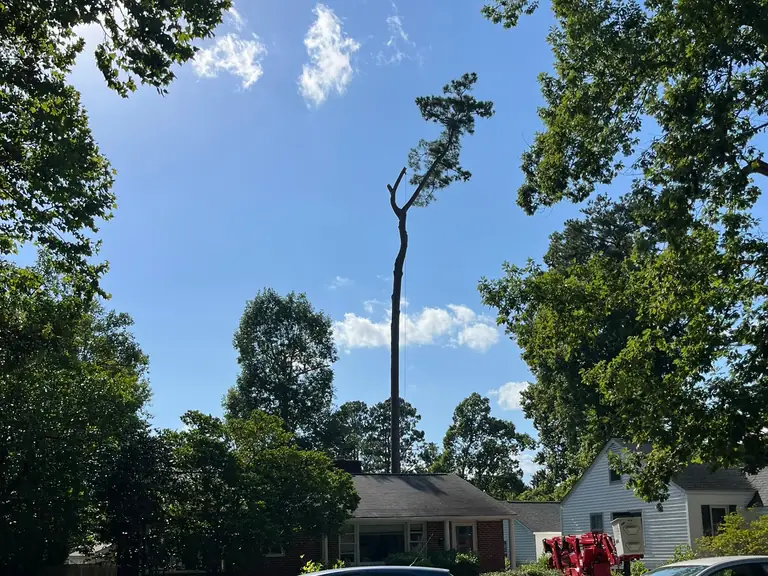 Sectioned pine spar rigged for lowering during a tree removal in Jacksonville, NC