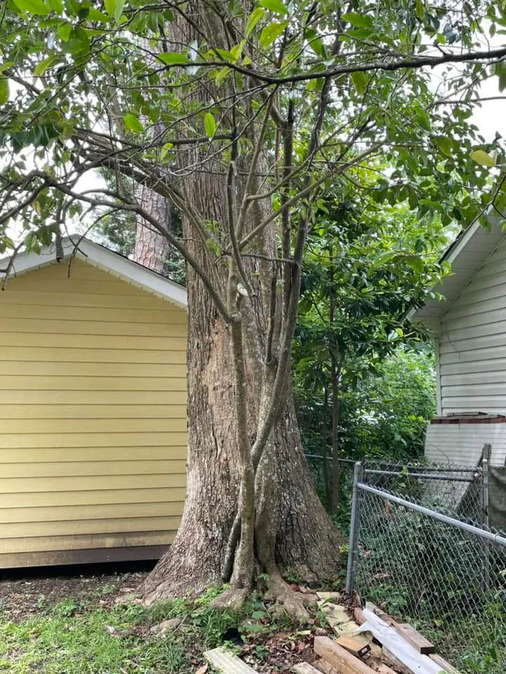 Massive tulip poplar trunk wedged between a house and shed with fence, tight-access tree removal Gene Circle Jacksonville NC