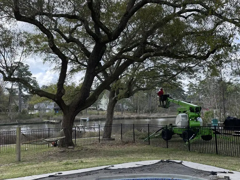 Tree trimming in Jacksonville NC by Godhans Tree Company