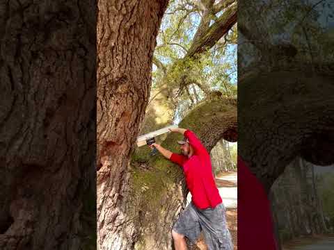 Resistograph test on a massive live oak in Swansboro, NC.