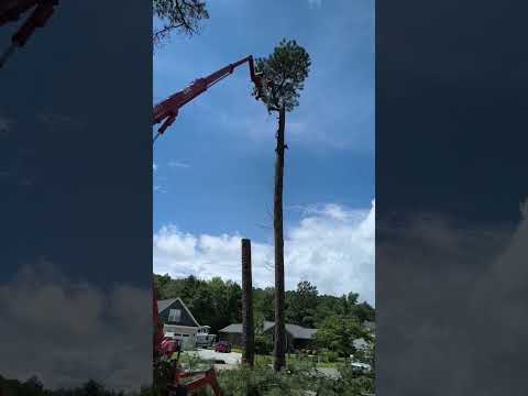 Our spider lift dismantling a loblolly pine from the top down between homes — no crane, no torn-up yard.